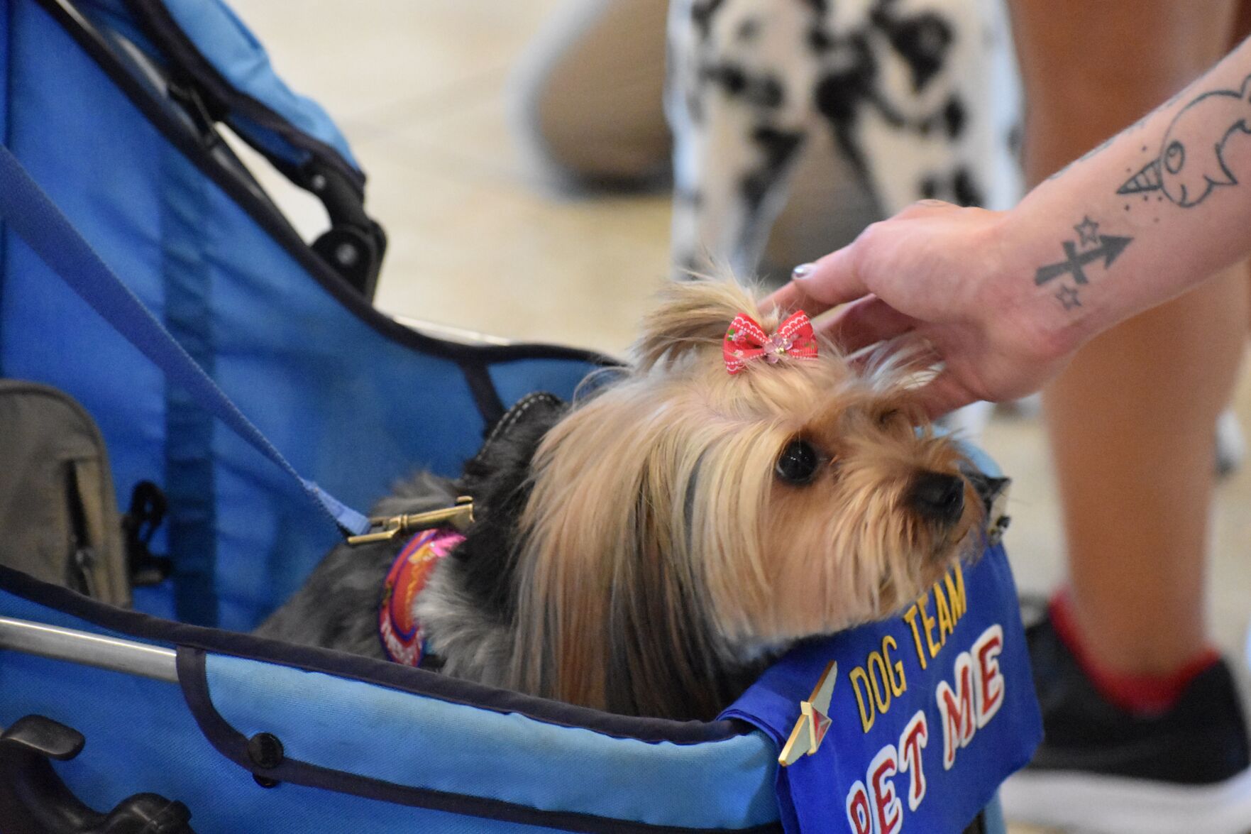 Chien de soutien